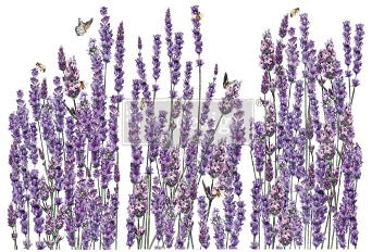Champes de Lavende Decor Transfers